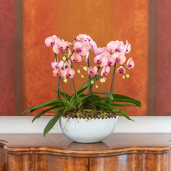 Centro de mesa branco Francês